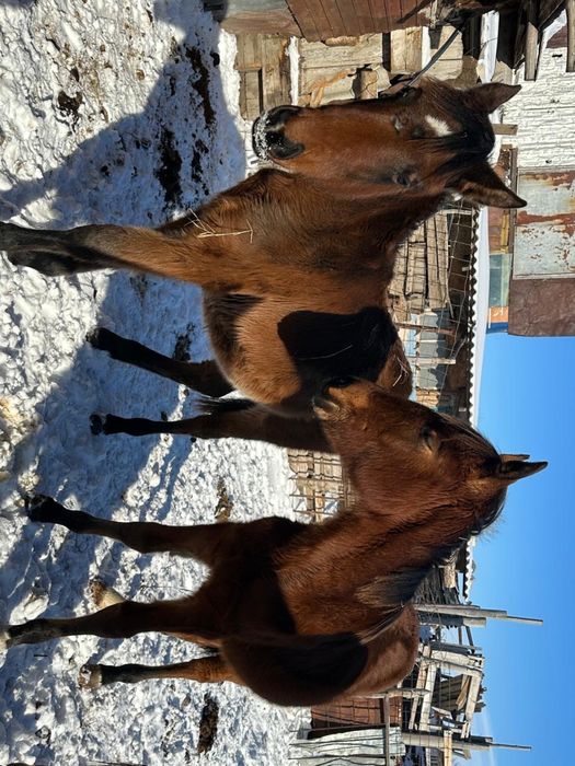 Продам кобылок годовалые