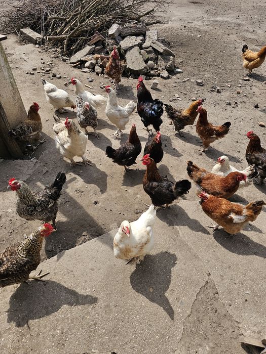 Oua de gaini de tara