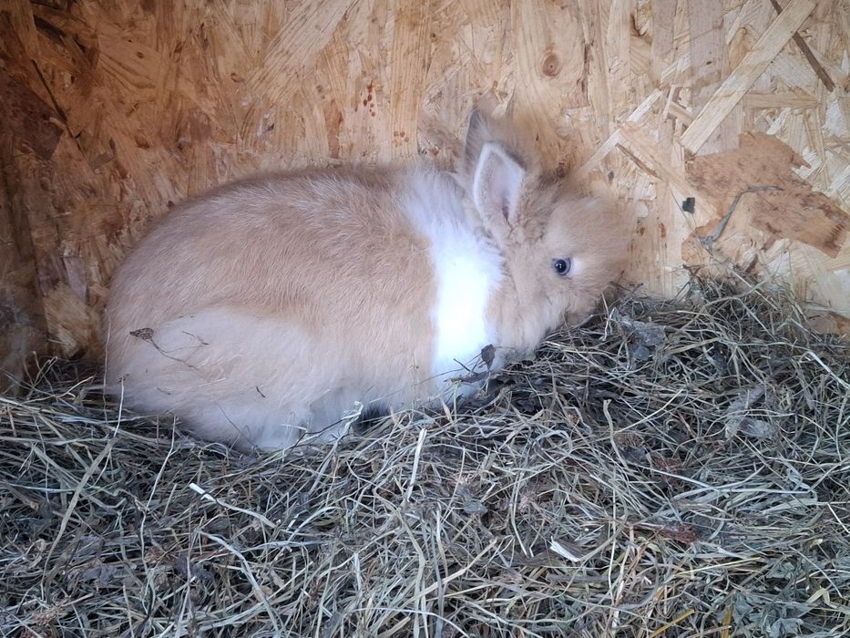 Iepure pufos pitic baiat