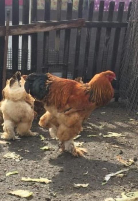 Инкубационные яйца Брама