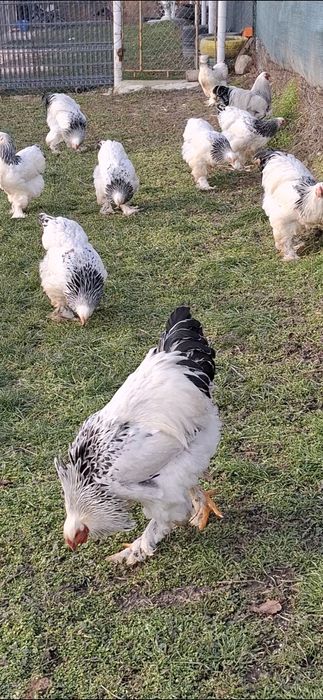 Cocoș  brahma herminat deschis linie foarte bună