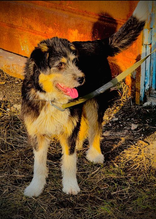 Собакам нужен дом!