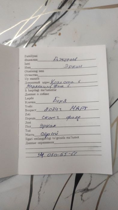 Scotish fold shatlandiya sotiladi