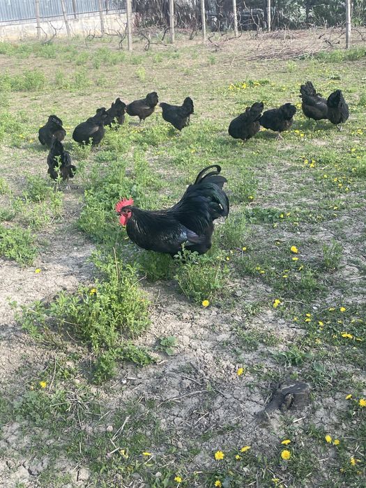 Vand familie gaini Australorp si fam.gaini pitice