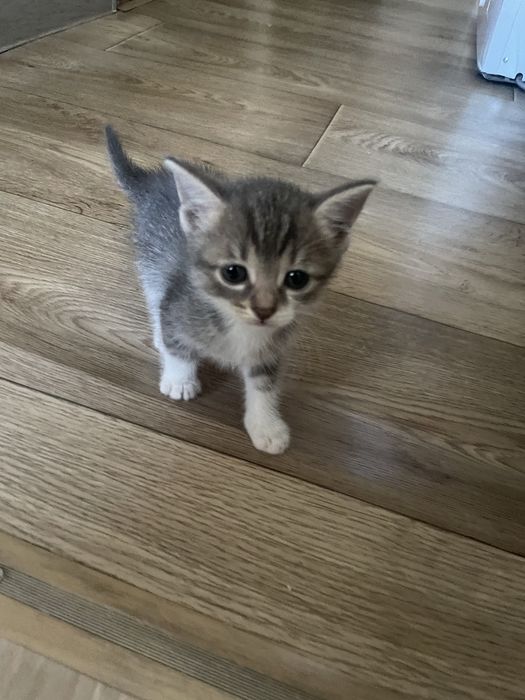 Отдам в добрые руки котят