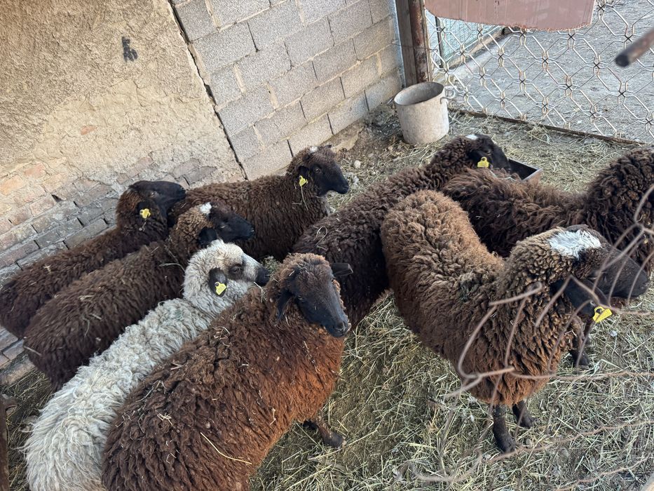 Токтылар сатылады