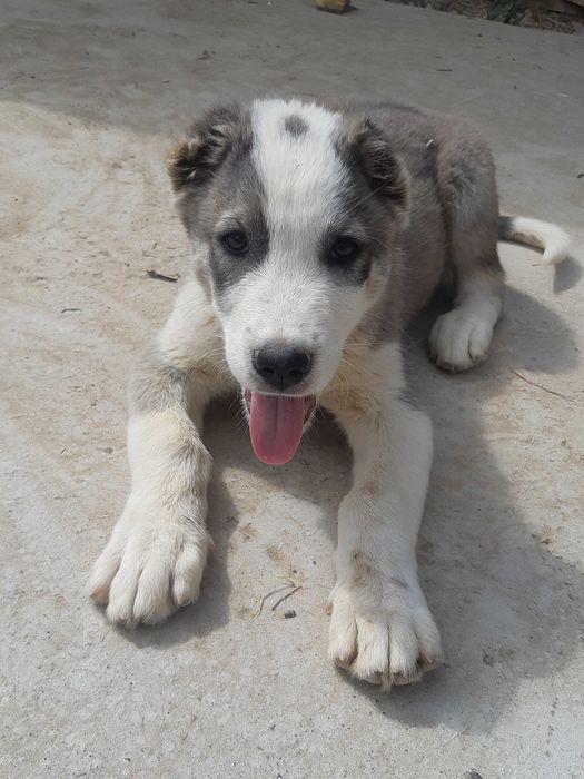 Алабай зотли  2 ойлик кучук