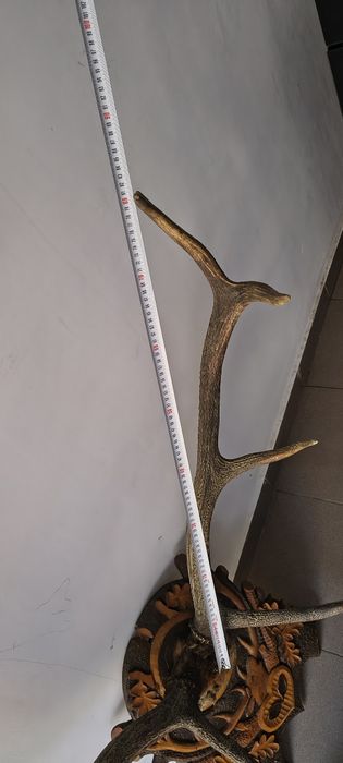 Coarne cerb cu suport