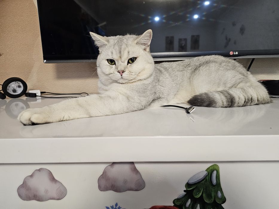 Кот для вязки-британский короткошерстый