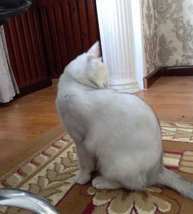 Британская короткошерстная (самка)