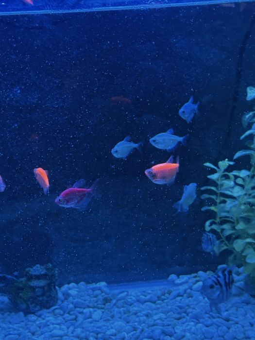 Продам Аквариум