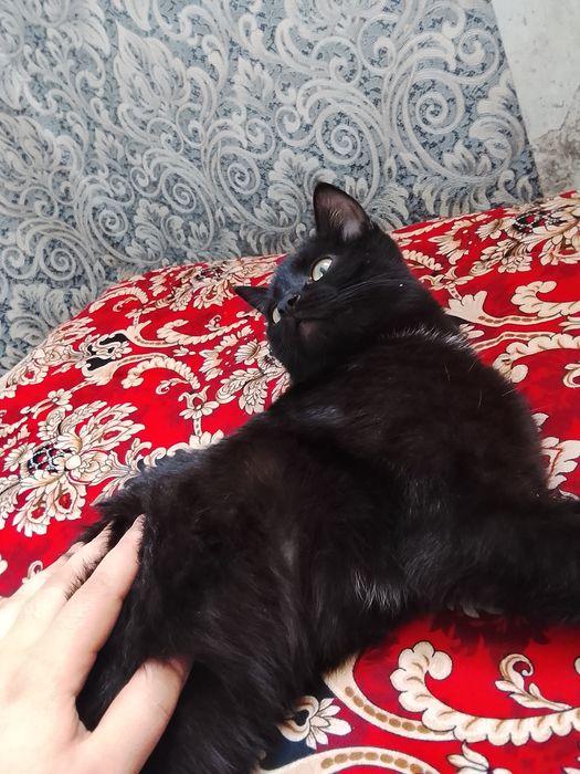 Отдам в хорошие руки!