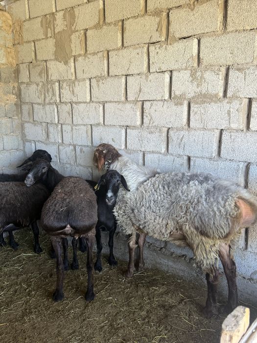 Қошқар. Саулық. Қой. Кошкар. Саулык