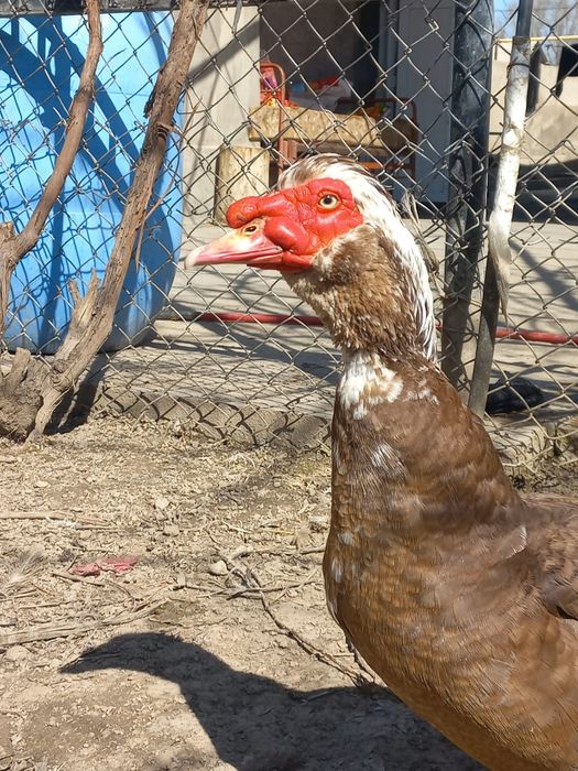 Индоутка  .   .    .   .