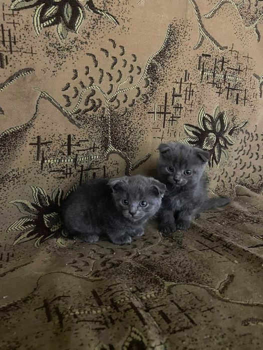 Продам Котят Британских