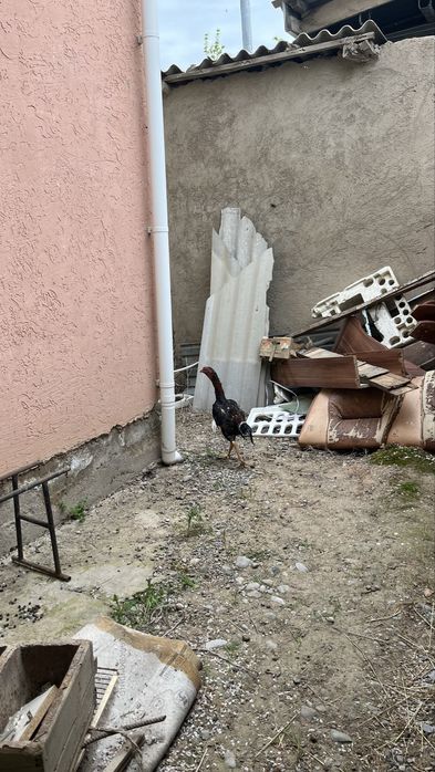 Куры тауык несушки