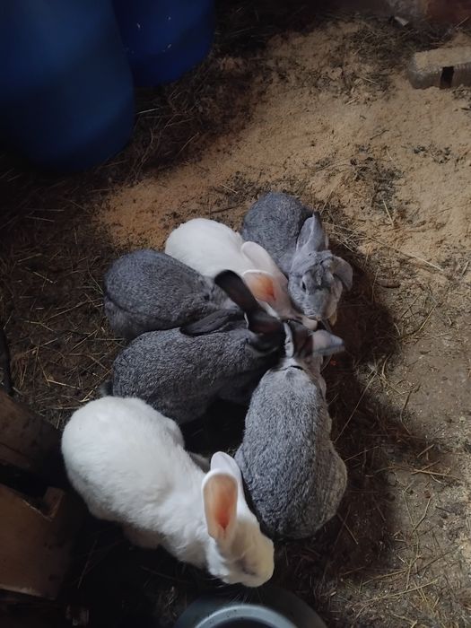 Vând iepuri de rasa