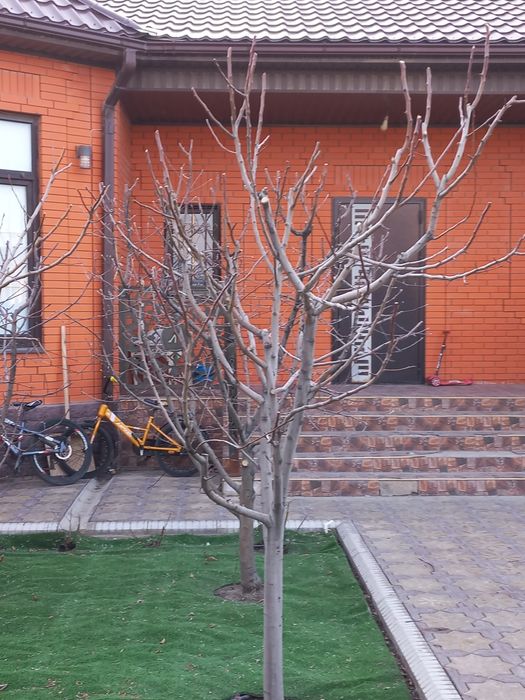 Садовник. Обрезка деревья.