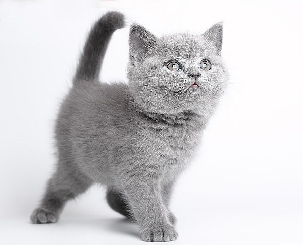 Котёнок девочка британский