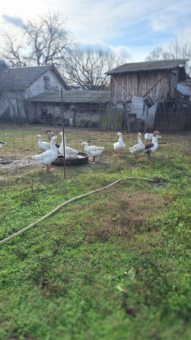 Vand curci,curcani si gaste romanesti