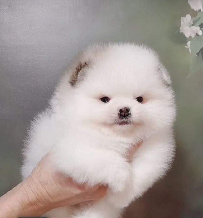 Шпиц померанский девочка и мальчик