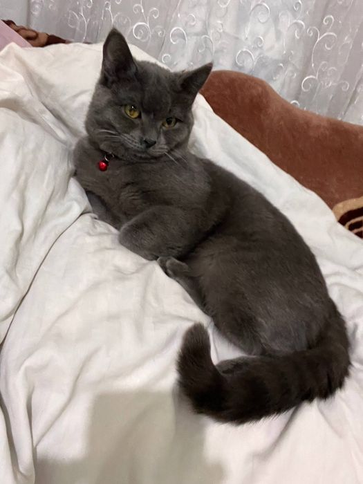 Juda chiroyli cat