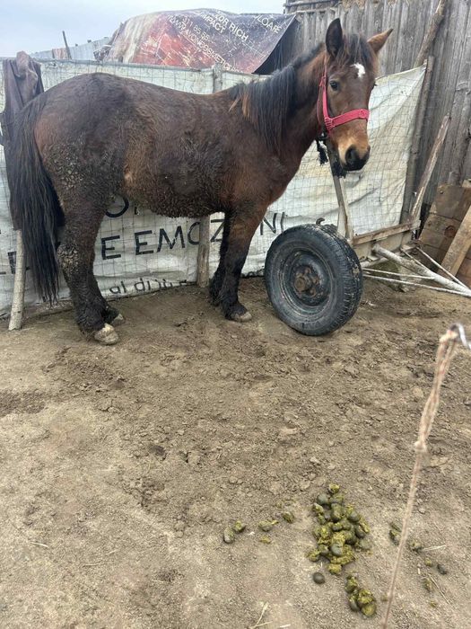 De vanzare trei cai de 3 ani si 2 ani