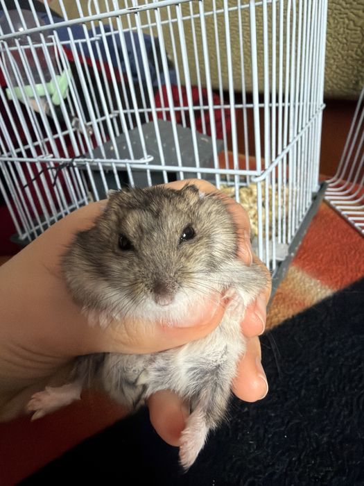 Хомячок по кличке Пуся