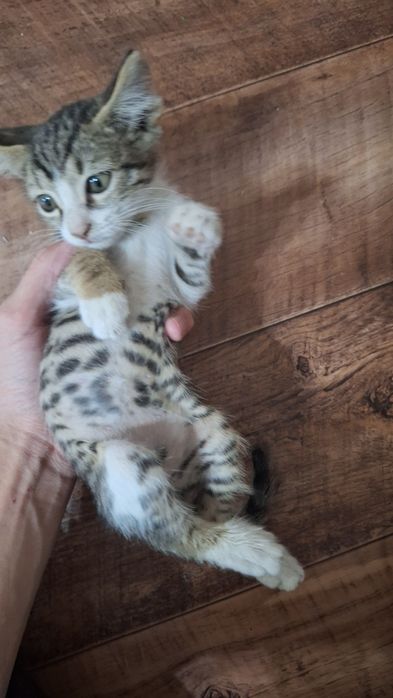 Котята,котенок в добрые ручки.