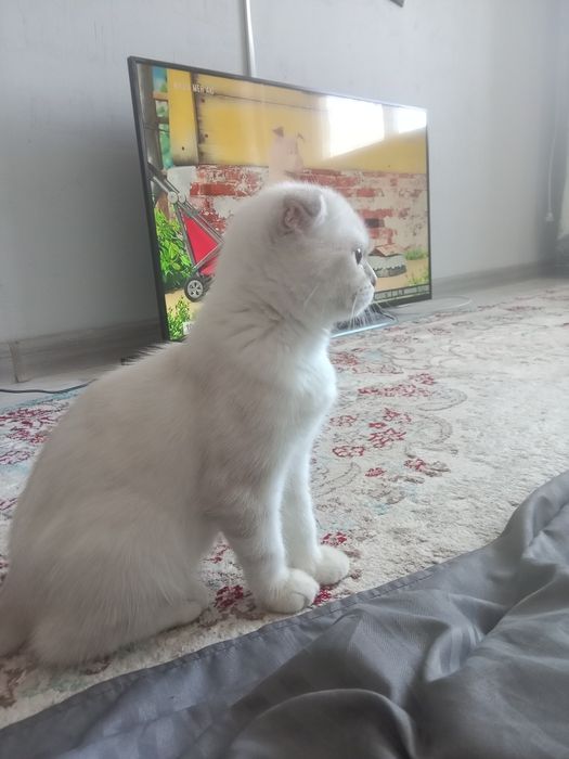 Котенок шотландский вислоухий девочка