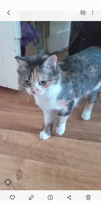 Подарю  кошечку. г.Рудный.