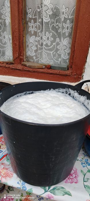 Vaca de vanzare de 8 ani montata de 2 luni blândă și bună de lapte