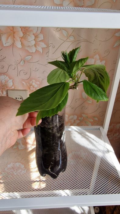 Продам  гибискус