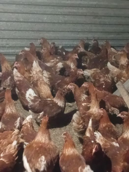 Продаётся куры молотки
