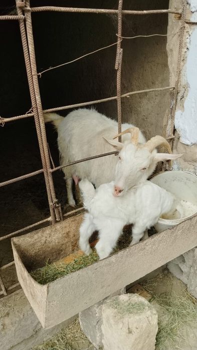 Сау ешкілер сатылады сүтті жас