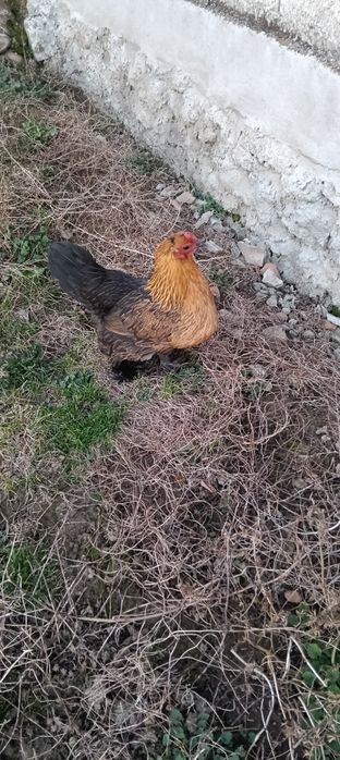 Vând 2 perechi de mii de florii la 125 lei/buc.