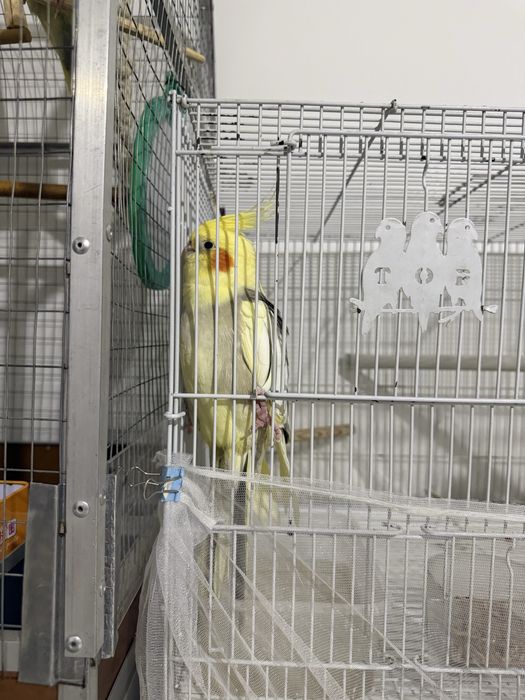 Корелла с клеткой