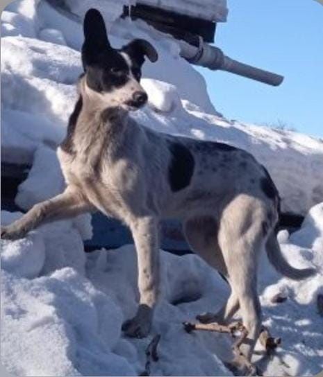 Ищу дом  такой девочке