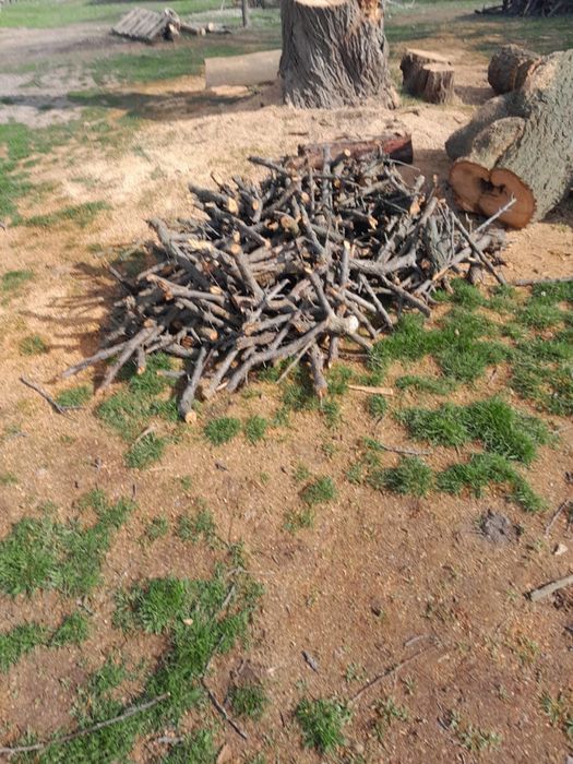 Өрік талдың бүтін ағашын сатамыз