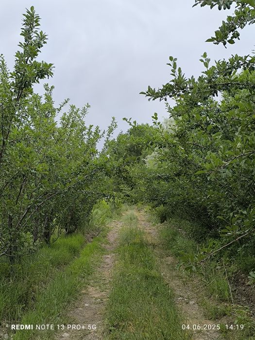 Продам сад с домиком