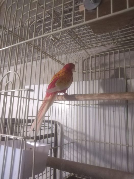 Vand Papagali Rozela