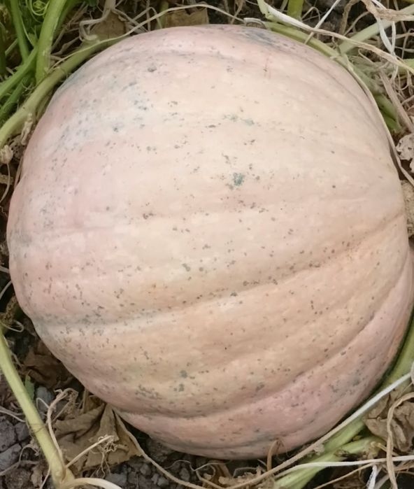 Продам кормовую  тыкву