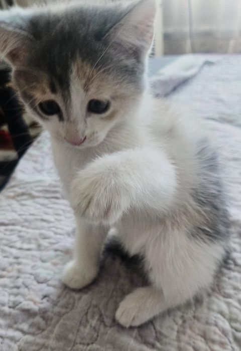 Отдам Котят  в добрые руки