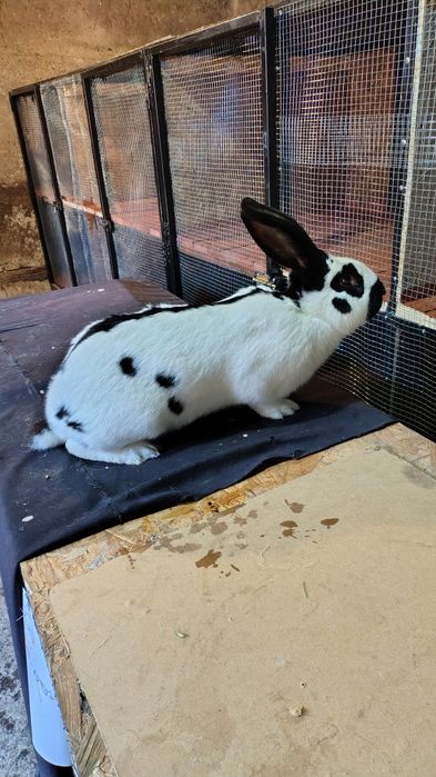 Mascul fluture german