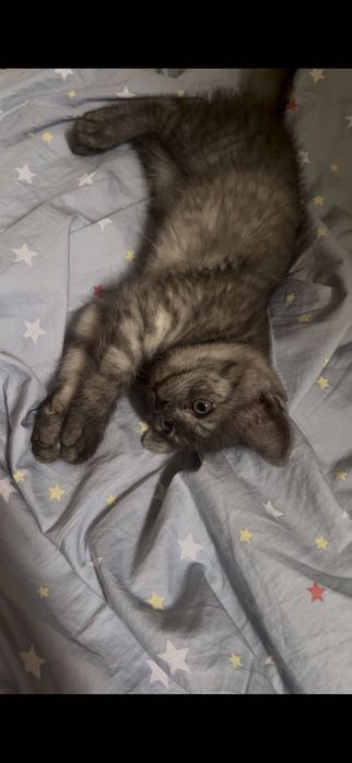 Шотланские котята