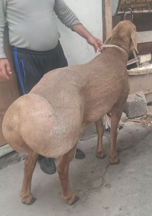 Арашан  куй сотилади.