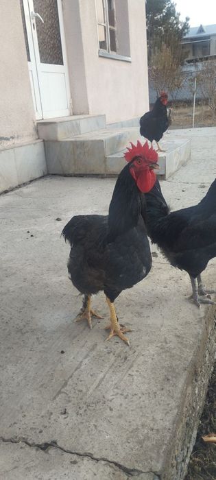 Товук ва куркалар сотилади