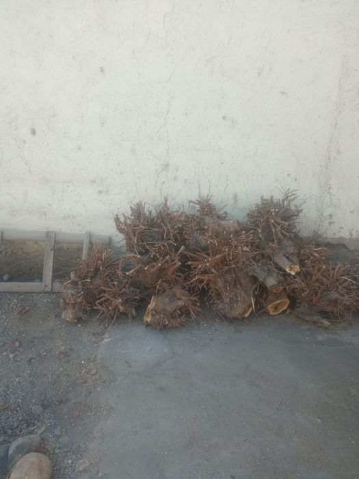 Тут утин ва урик утин