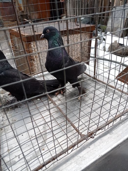 Голуби самки молодые