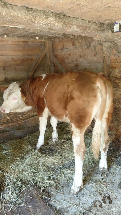 Vand tauras.               .